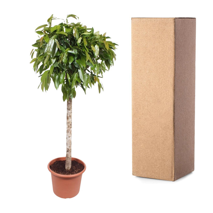 Ficus Amstel King - ↕180cm - Ø40cm