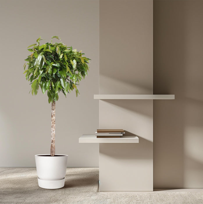 Ficus Amstel King - ↕180cm - Ø40cm