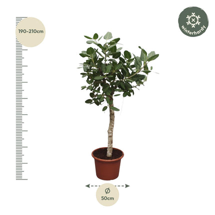 Ficus Benghalensis tree - ↕200cm - Ø50cm