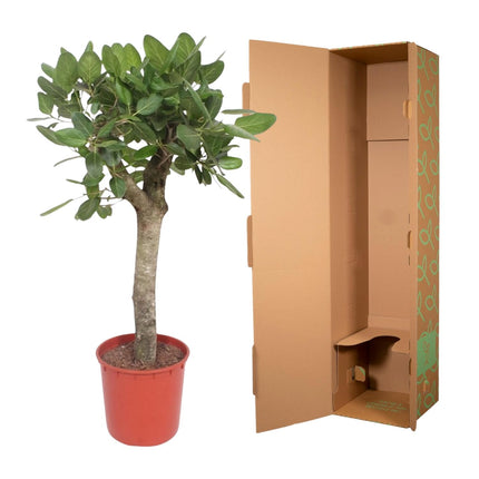 Ficus Benghalensis tree - ↕150cm - Ø30cm
