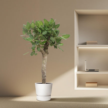 Ficus Benghalensis tree - ↕150cm - Ø30cm