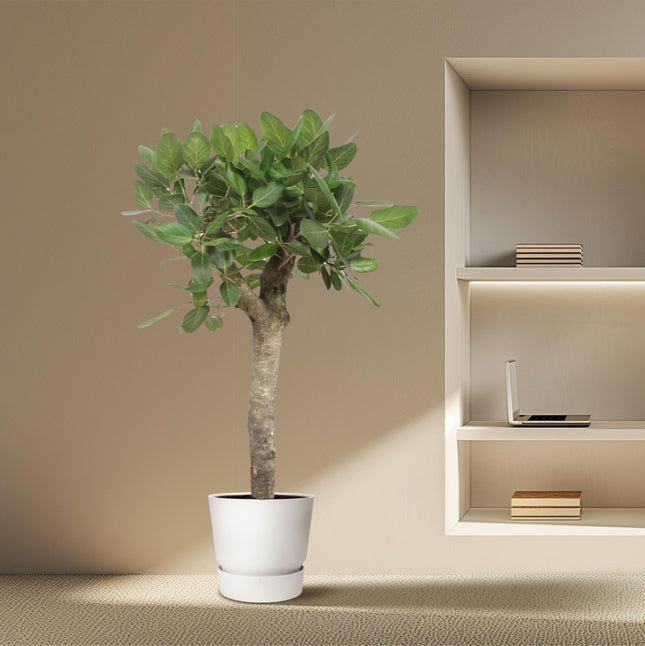 Ficus Benghalensis boom - ↕150cm - Ø30cm