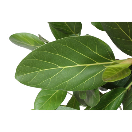 Ficus Benghalensis tree - ↕150cm - Ø30cm
