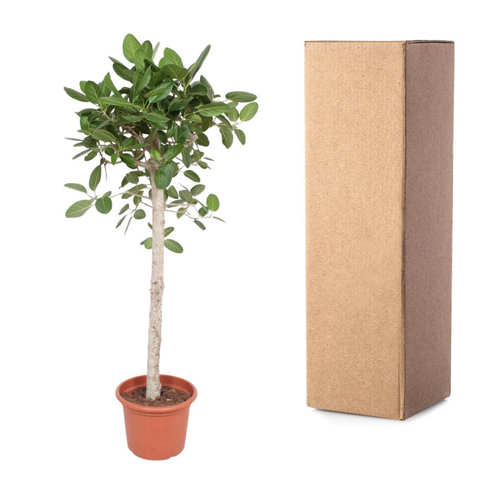 Ficus Benghalensis boom - ↕180cm - Ø40cm