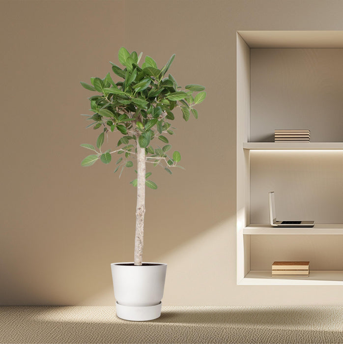 Ficus Benghalensis boom - ↕180cm - Ø40cm