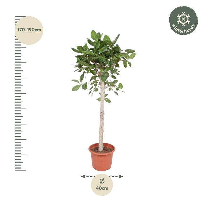 Ficus Benghalensis boom - ↕180cm - Ø40cm