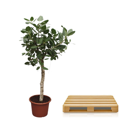 Ficus Benghalensis tree - ↕200cm - Ø50cm