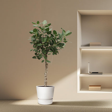 Ficus Benghalensis tree - ↕200cm - Ø50cm