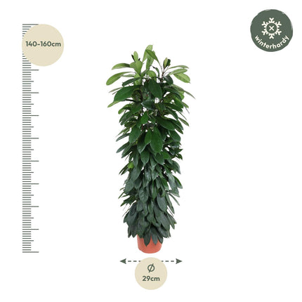 Ficus Cyatistipula zuil - ↕150cm - Ø29cm