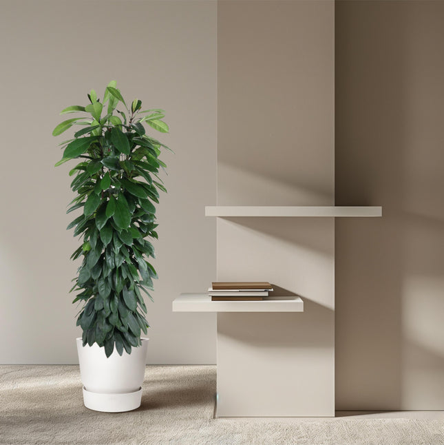 Colonna di Ficus Cyatistipula - ↕150cm - Ø29cm