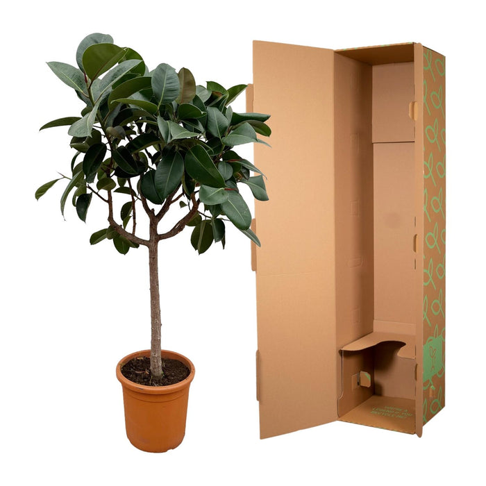 Ficus Elastica Robusta op stam - ↕180cm - Ø35cm