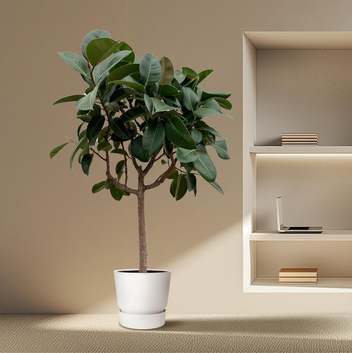 Ficus Elastica Robusta op stam - ↕180cm - Ø35cm