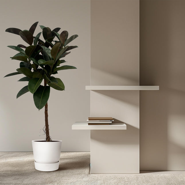 Tronco Ficus Elastica Robusta - ↕130cm - Ø24cm
