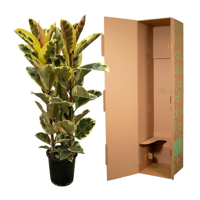 Ficus Elastica Tineke shrub - ↕140cm - Ø28cm