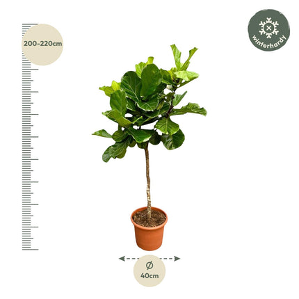 Albero di Ficus Lyrata XXL - ↕200cm - Ø40cm