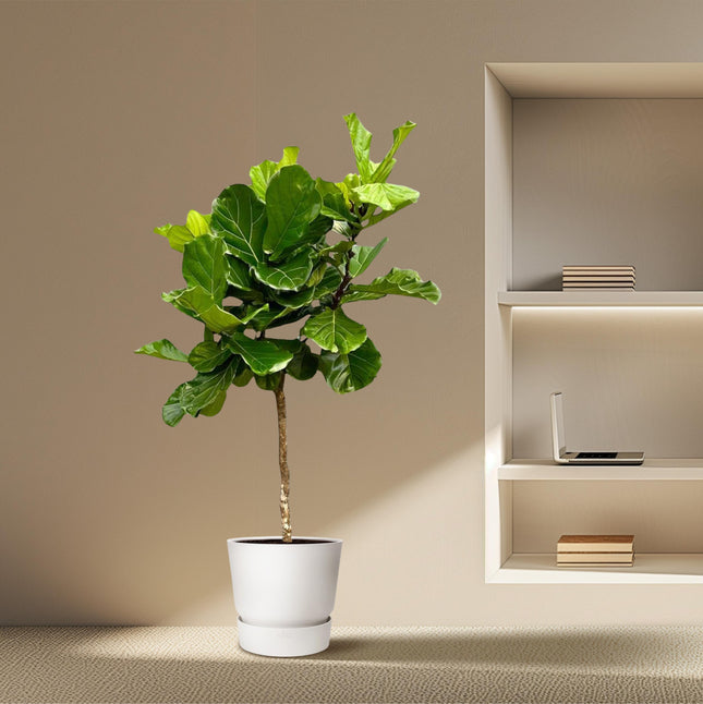 Albero di Ficus Lyrata XXL - ↕200cm - Ø40cm