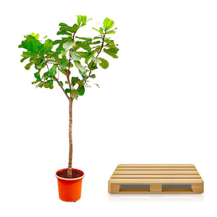 Ficus Lyrata træ XXXL - ↕270cm - Ø45cm