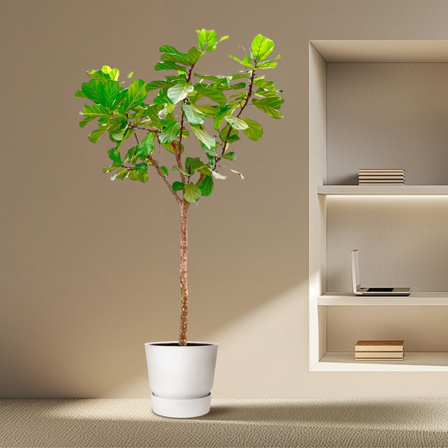 Albero di Ficus Lyrata XXXL - ↕270cm - Ø45cm