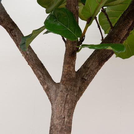 Ficus Lyrata træ XXXL - ↕270cm - Ø45cm