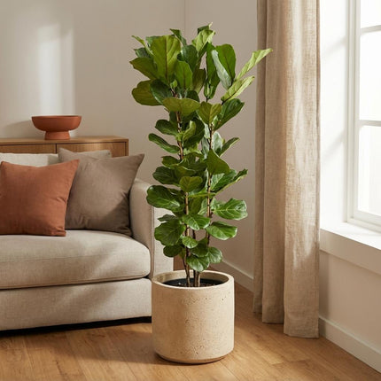 Arbuste Ficus lyrata - ↕160cm - Ø30cm