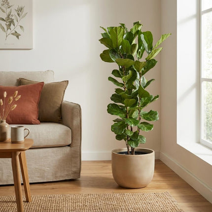 Arbuste Ficus lyrata - ↕160cm - Ø30cm