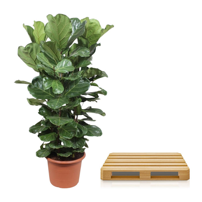 Ficus Lyrata struik XL - ↕180cm - Ø45cm