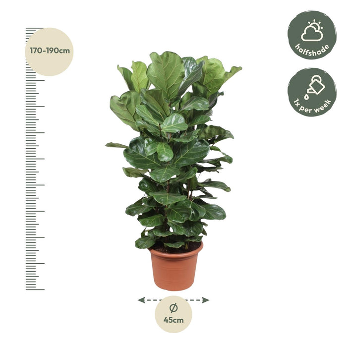 Ficus Lyrata struik XL - ↕180cm - Ø45cm