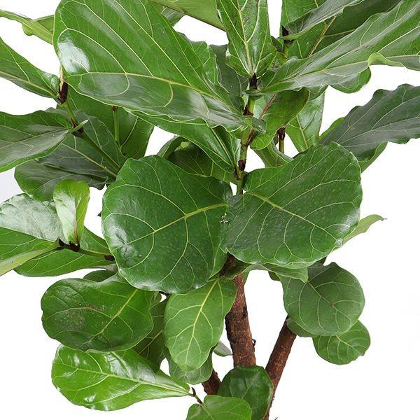 Ficus Lyrata vertakt - ↕130cm - Ø27cm
