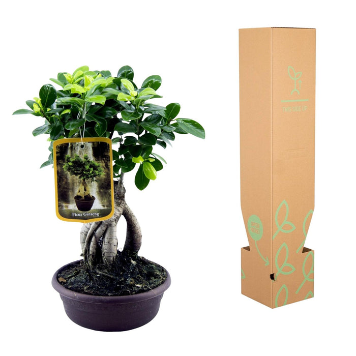 Ficus Microcarpa Ginseng - ↕30cm - Ø14cm