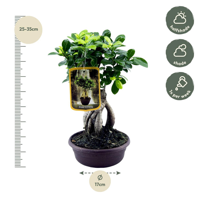 Ficus Microcarpa Ginseng - ↕30cm - Ø14cm
