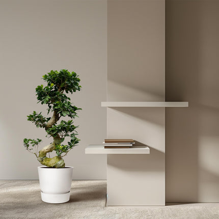 Ficus microcarpa Ginseng - ↕110 cm - Ø26 cm