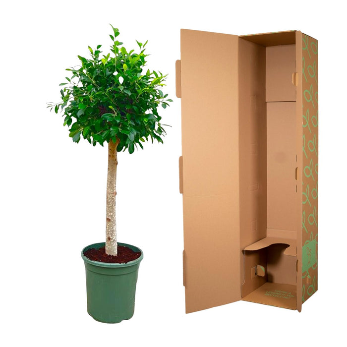 Ficus Nitida am Stamm – ↕130cm – Ø30cm
