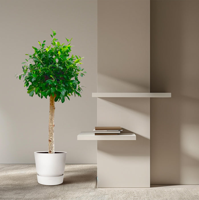 Ficus Nitida am Stamm – ↕130cm – Ø30cm