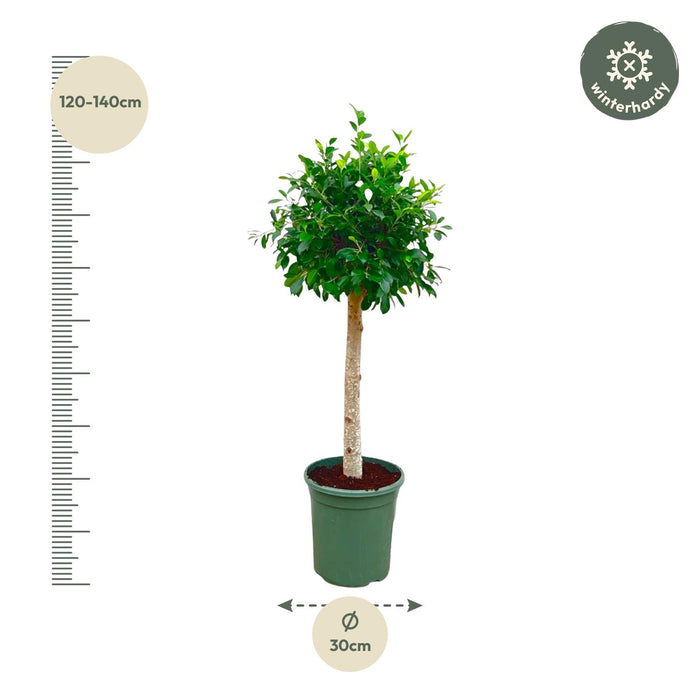 Ficus Nitida am Stamm – ↕130cm – Ø30cm