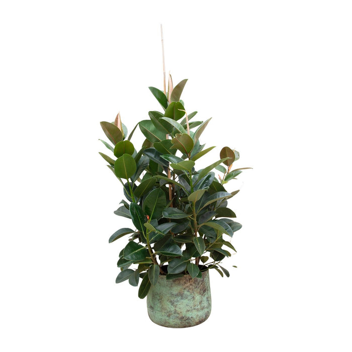 Ficus Robusta vertakt - ↕150cm - Ø38cm