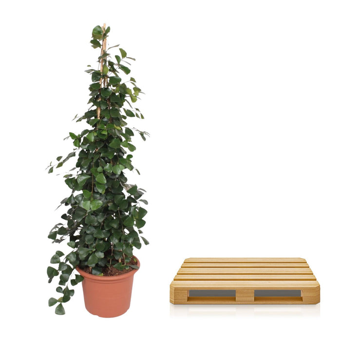 Ficus Trinova pyramide - ↕240cm - Ø50cm