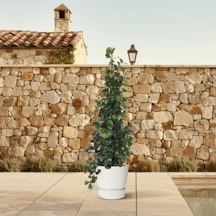Ficus Trinova pyramide - ↕240cm - Ø50cm