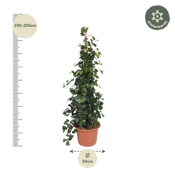 Ficus Trinova pyramide - ↕240cm - Ø50cm