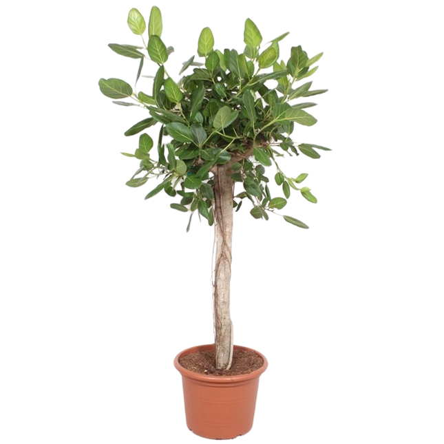 Ficus Benghalensis deluxe - ↕200cm