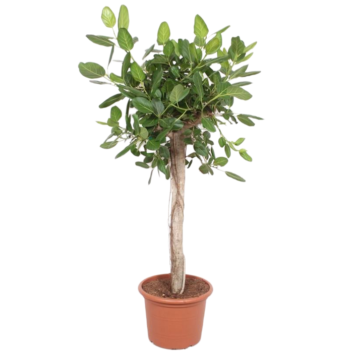 Ficus Benghalensis boom de luxe - 200cm