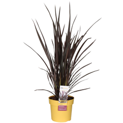 Collection image for: Phormium
