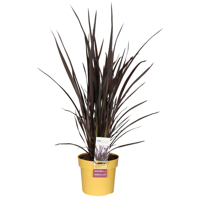 Phormium Rubra Nana - Ø19cm - ↕70cm