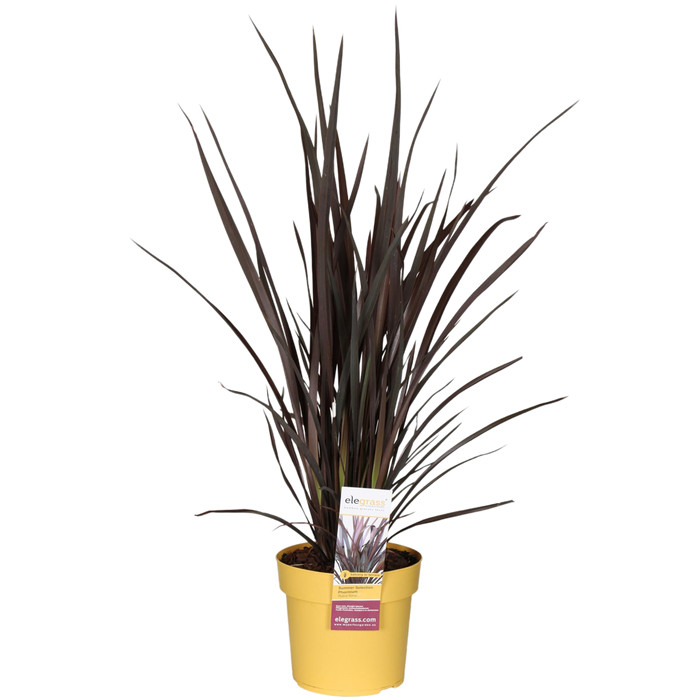 Phormium Rubra Nana - Ø19cm - ↕70cm
