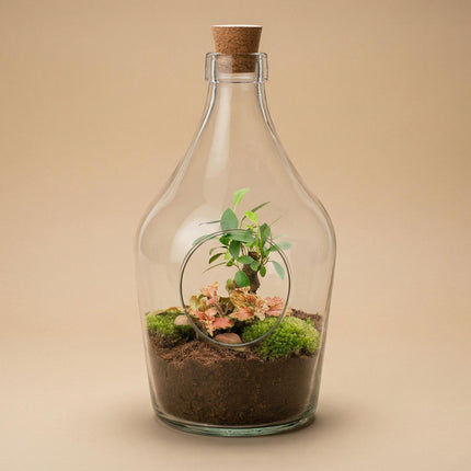 Terrarium ouvert John - Bonsaï et citron vert rubis - ↕30 cm