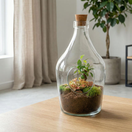 Terrarium ouvert John - Bonsaï et citron vert rubis - ↕30 cm