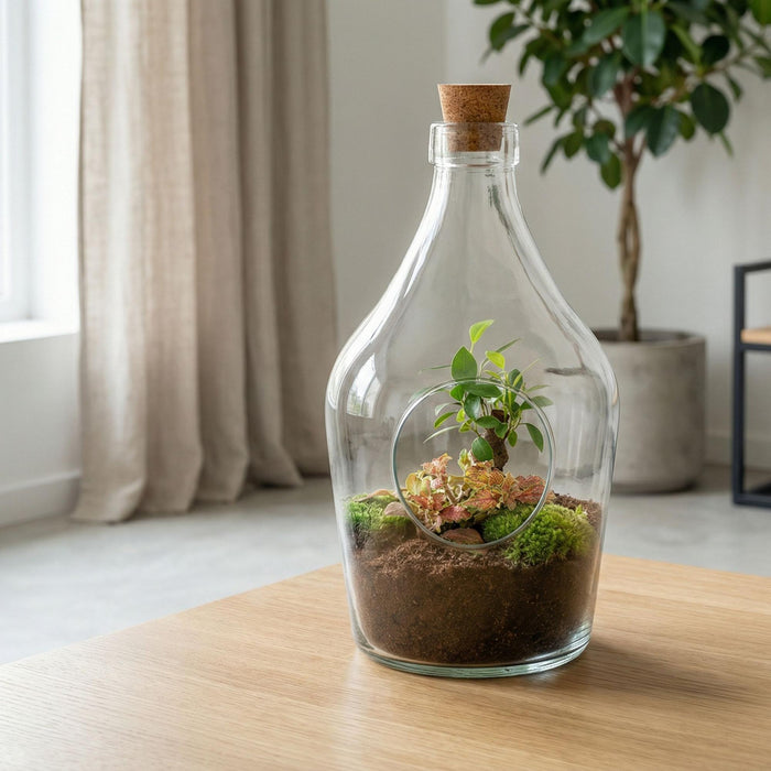 Åbent terrarium John - Bonsai & Rubin Lime - ↕30cm