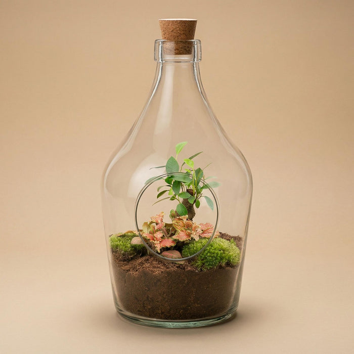 Åbent terrarium John - Bonsai & Rubin Lime - ↕30cm
