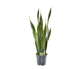 Collection image for: Piante d'appartamento resistenti