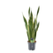 Sansevieria (Vrouwentong)