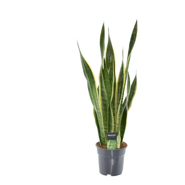 Sansevieria Laurentii XL - Schwiegermutterzunge - ↕70cm - Ø17cm